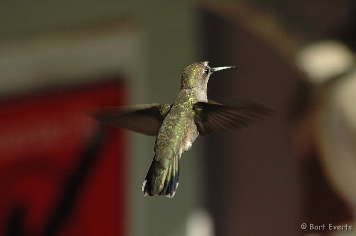 DSC_1158.JPG - Female Anna's Hummingbird